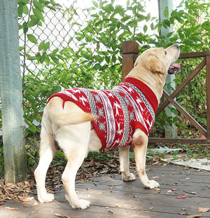 Keep Your Furry Friend Cozy This Autumn and Winter
