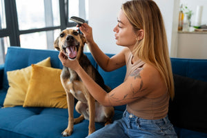Essential Grooming Tools For Happy Pets