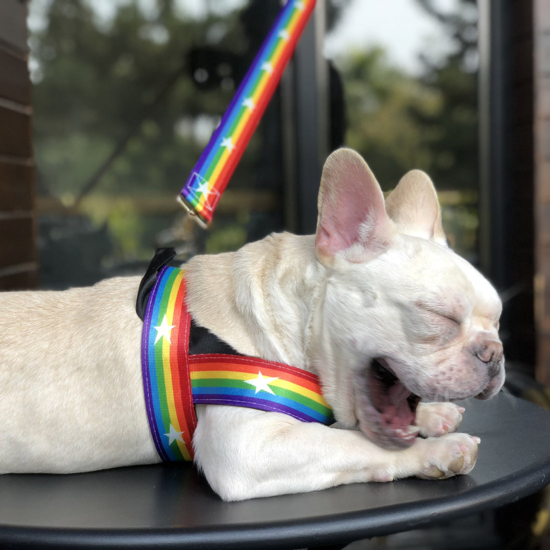 Rainbow Color Pet Chain Leash for Walking