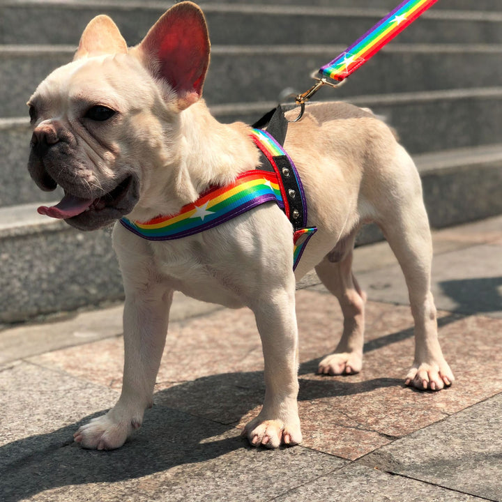 Rainbow Color Pet Chain Leash for Walking