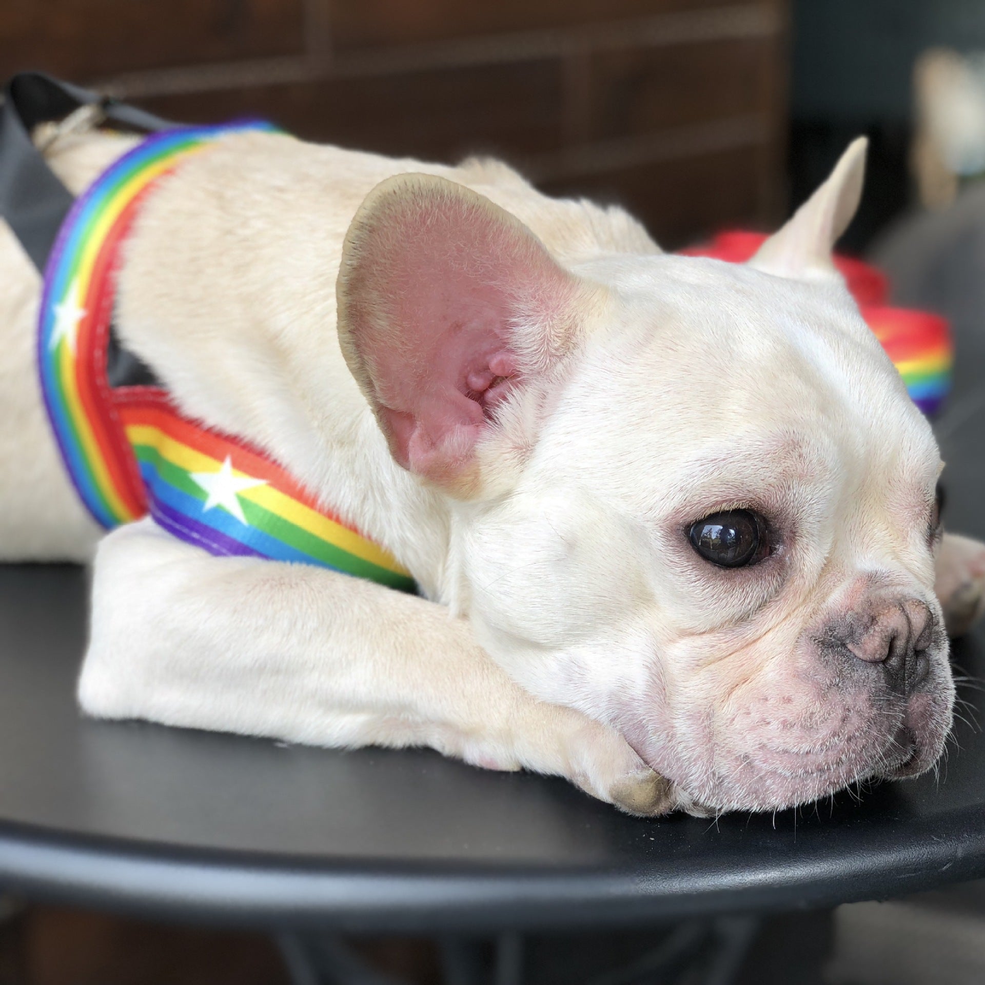 Rainbow Color Pet Chain Leash for Walking