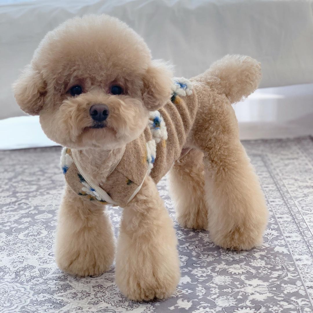 Warm Woolen Flower Vest Pet Sweater