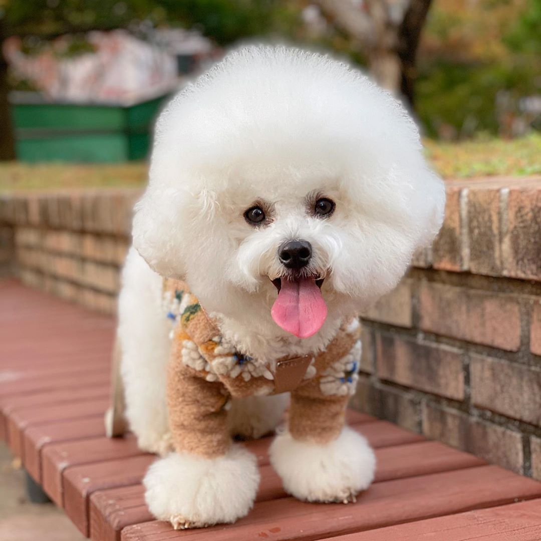 Warm Woolen Flower Vest Pet Sweater