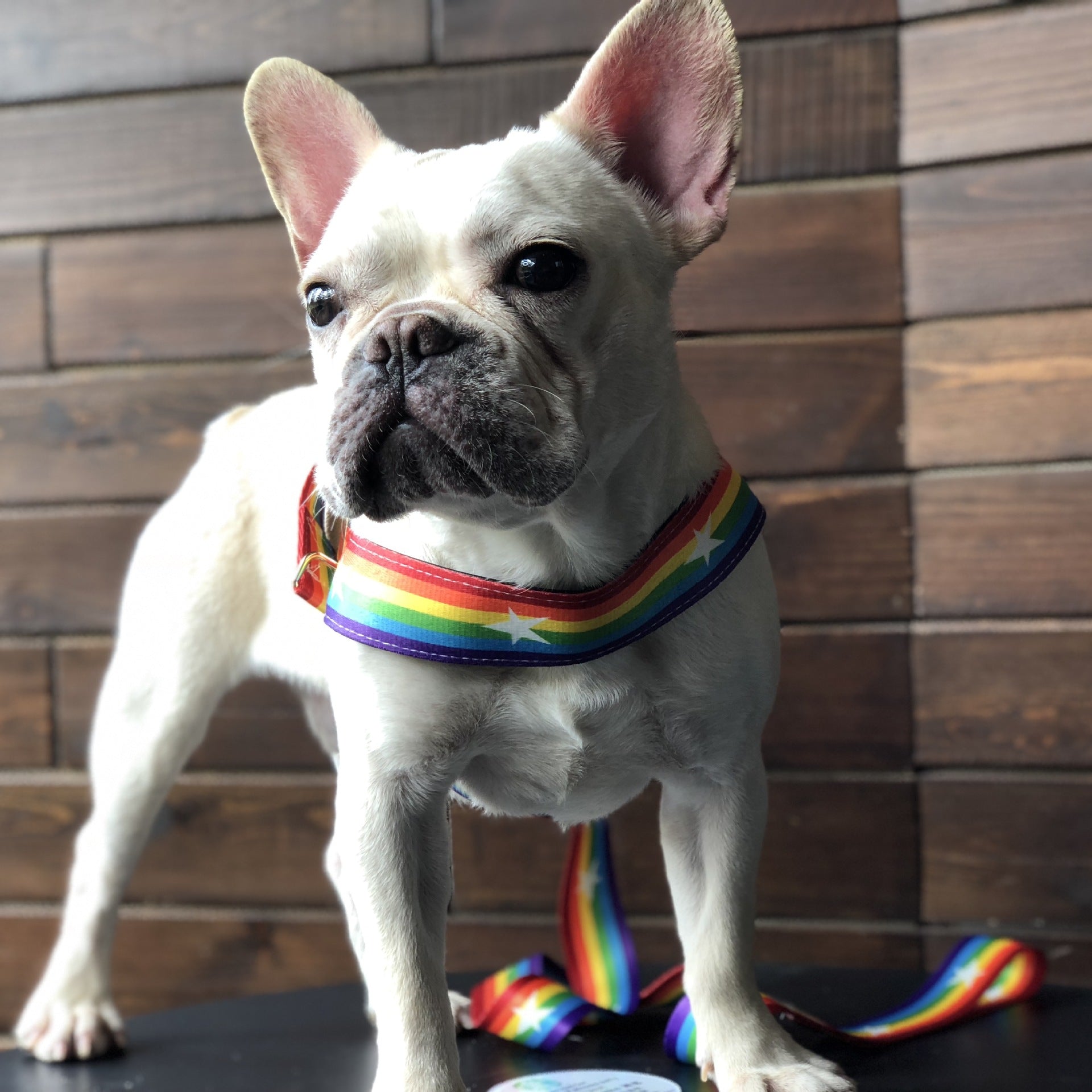 Rainbow Color Pet Chain Leash for Walking