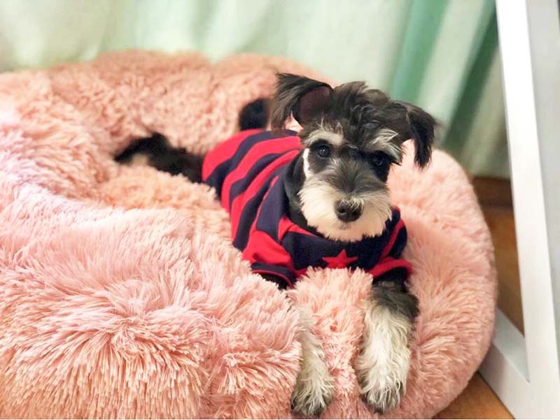 Pet Plush Round Bed Thickened Warm Cozy Sleep Nest for Winter