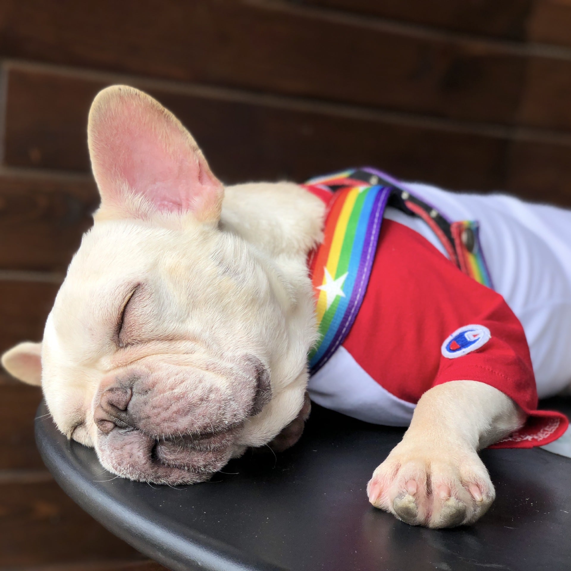 Rainbow Color Pet Chain Leash for Walking